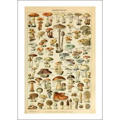 Mushroom Poster 2024 Wall Calendar -Calendars Store 00bfb333 9119 4d6d 985a f5dfcd812ef2