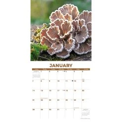 Mushroom Art 2024 Wall Calendar -Calendars Store 202400003919 ALT2