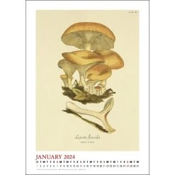 Mushroom Poster 2024 Wall Calendar -Calendars Store 676a41f1 9ae2 4481 b8a2 3dfd86bda08f