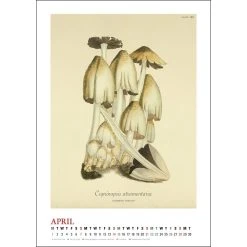Mushroom Poster 2024 Wall Calendar -Calendars Store b7273f33 5609 4997 ad70 5f5f41143c52