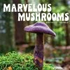 Marvelous Mushrooms 2024 Wall Calendar -Calendars Store be52facb 19e3 4071 abde 51c6ad161e3a