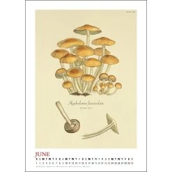 Mushroom Poster 2024 Wall Calendar -Calendars Store defadb69 539e 42a7 b933 b231950a6bbf